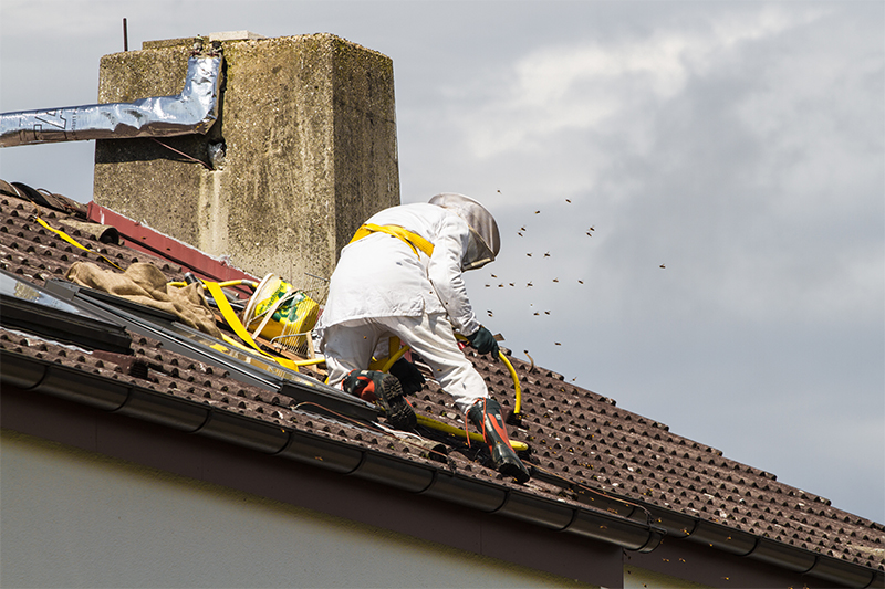 Bee Pest Control in Eastbourne East Sussex
