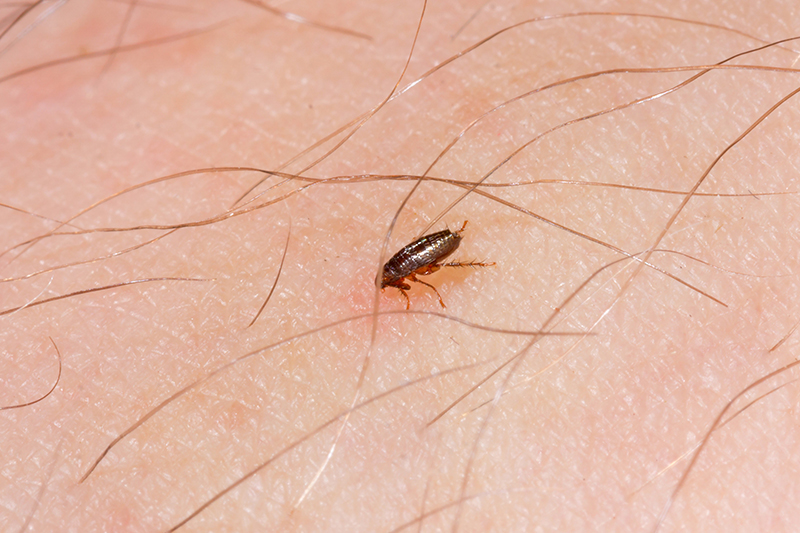 Flea Pest Control in Eastbourne East Sussex